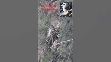 Thumbnail of Laughing Kookaburra~Bird Calls/Songs/Sounds #shorts