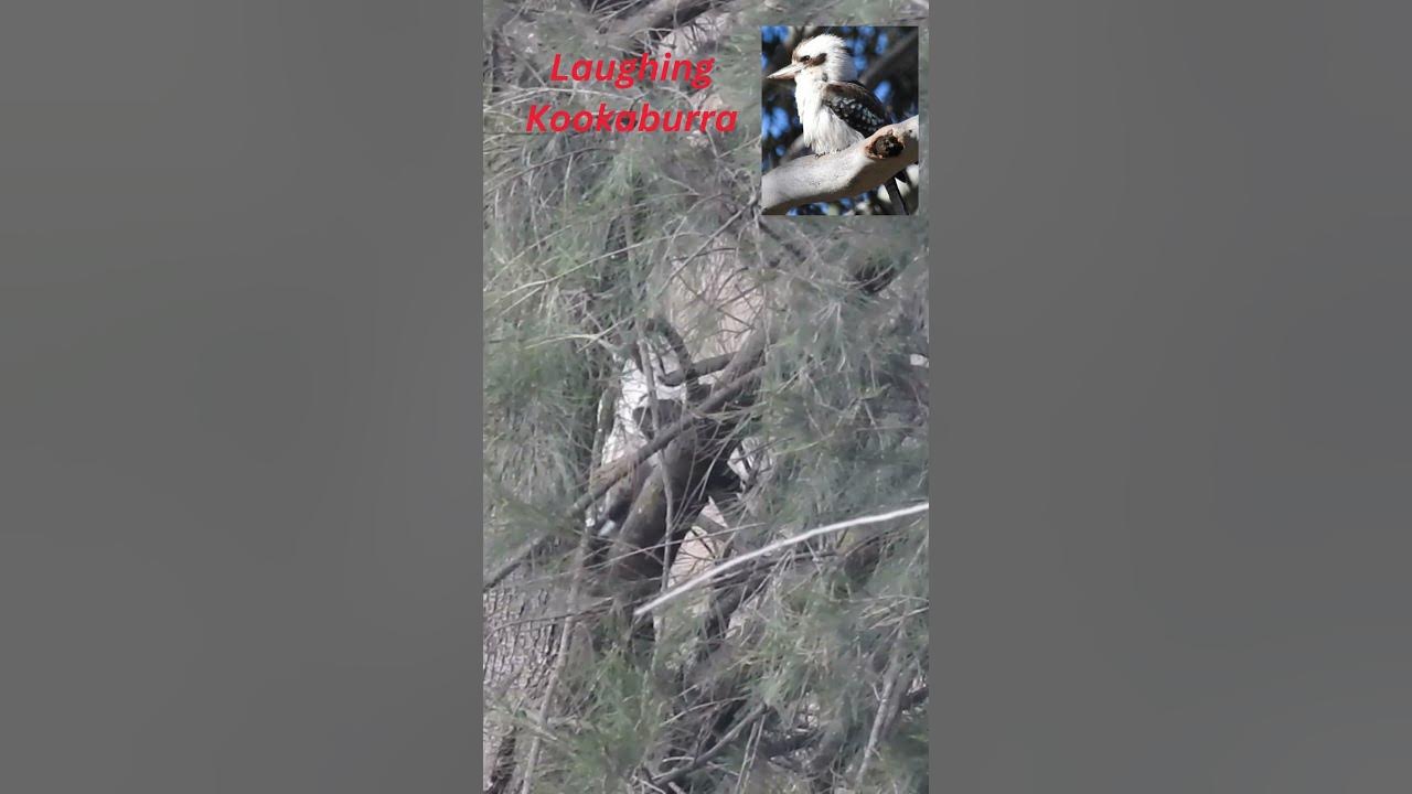 Laughing Kookaburra~Bird Calls/Songs/Sounds #shorts