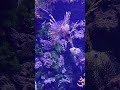 The fish take oxygen from the water // Die Fische entnehmen den Sauerstoff  aus dem Wasser