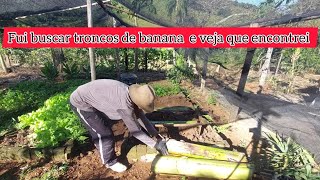 Troncos de bananeiras na horta! ótima solução