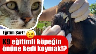 K9 Eğitimli Rottweiler Kedi Görünce Ne Yaptı? Eğitim Neden Önemli!? #inanoğlu #köpekeğitim