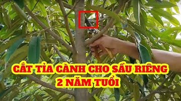 Kỹ thuật cắt tỉa cành tạo tán cho sầu riêng thái 2 năm tuổi | SIÊU THỊ CÂY GIỐNG WELOFARM