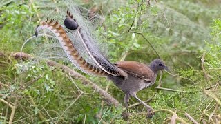 Burung Pintar Tiru Suara Senapan