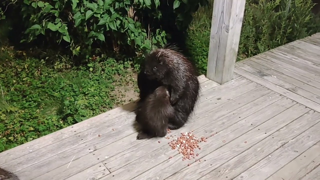 Newly Documented Behavior?  Baby Porcupine Nursing from TWO Different Mothers