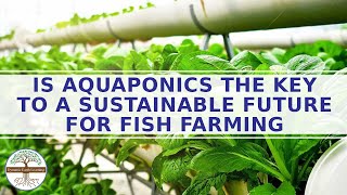 Aquaponics the Key to a Sustainable Future for Fish Farming -  Global Food shortage