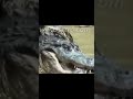 Питон против крокодила реальный бой