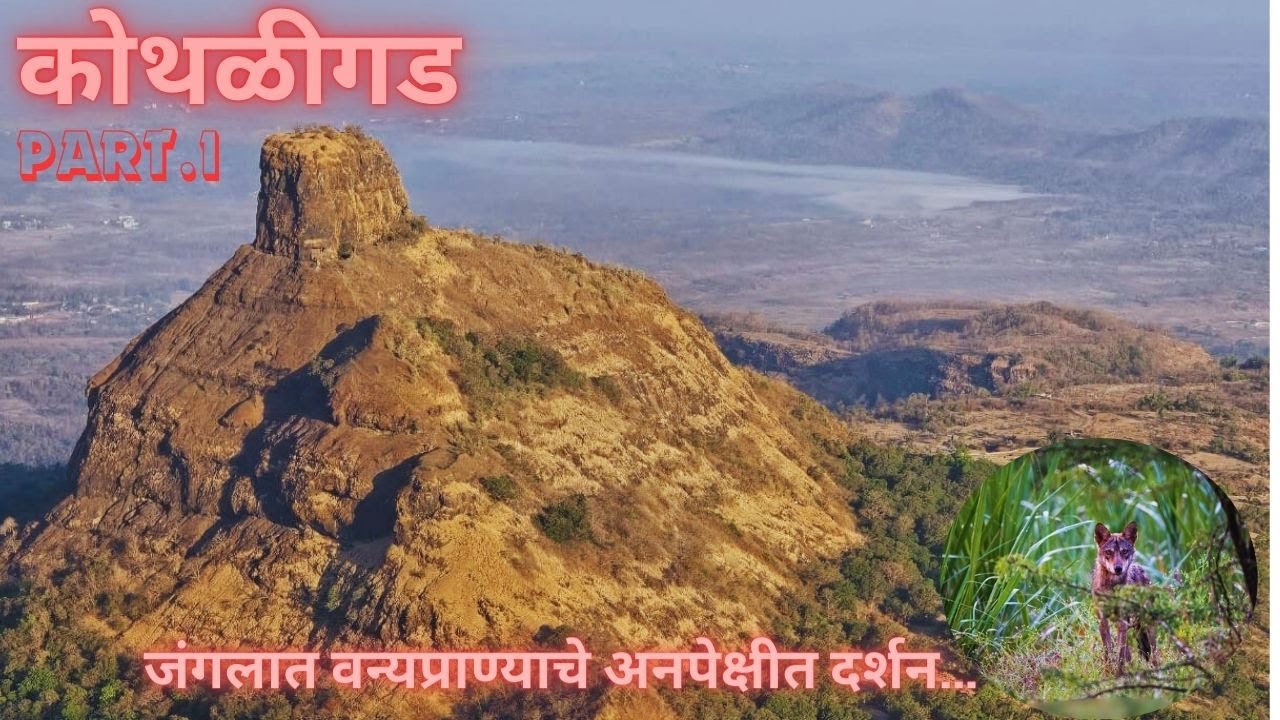 घाट माथ्यावरुन कोथळीगड..आणि जंगली वन्य प्राण्याचे अनपेक्षीत दर्शन....!पेठचा किल्ला#kothaligad #