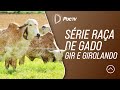 Série raça de Gado: Gir e Girolando