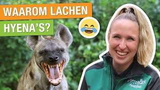 WOW! DIT HEB IK NOG NOOIT GEZIEN BIJ DE HYENA’S! 😳🍖 | Carlijns Dierenvraag #8