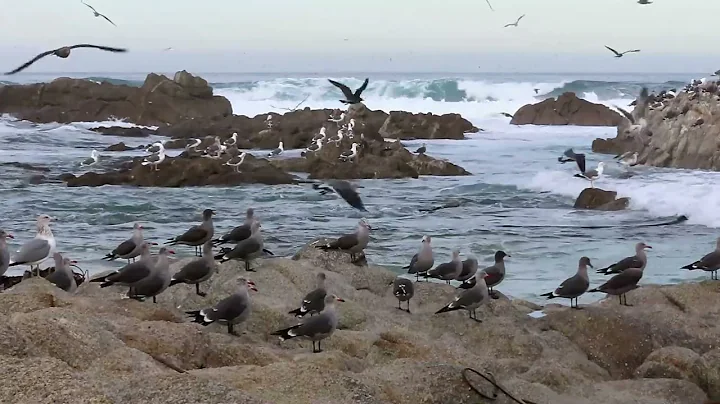 Birdwatching at Asilomar State Beach, Pacific Grov...