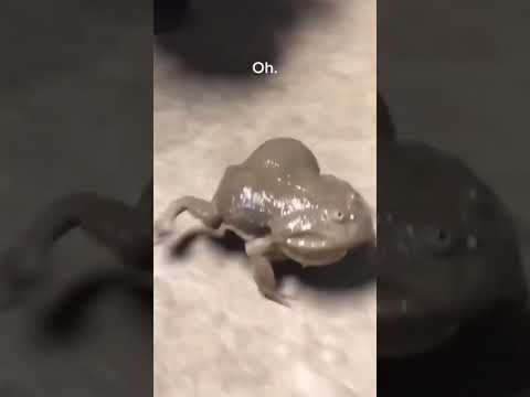الضفدع الصارخ