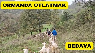 ORMANDA SIFIR MALİYETLE OTLATMA (Sporcu Keçici 2. Bölüm)