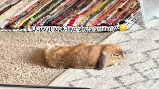 Can rabbits smile? by Bella & Blondie Bunny Rabbits 1,121 views 1 month ago 14 seconds