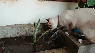 Really? Lily Siamese cat love playing water