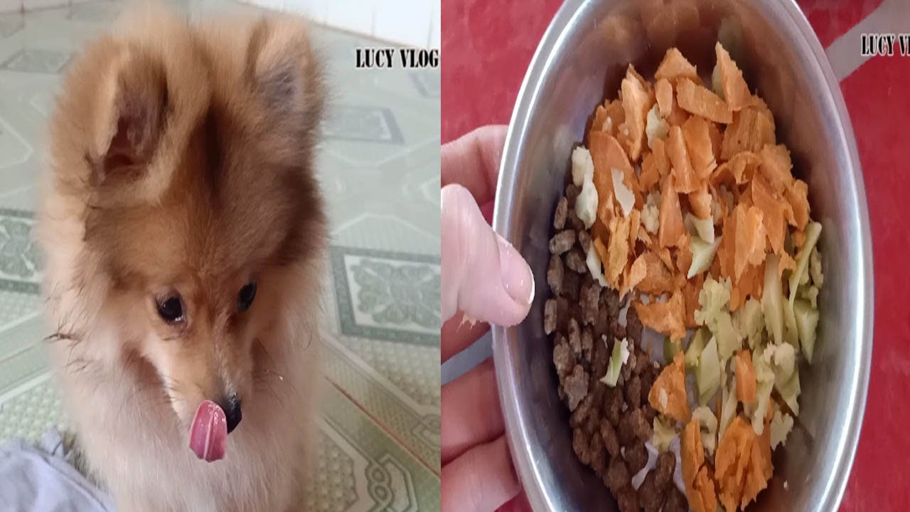 The Best Food For My Puppy . She really like it . Vegetable Food is