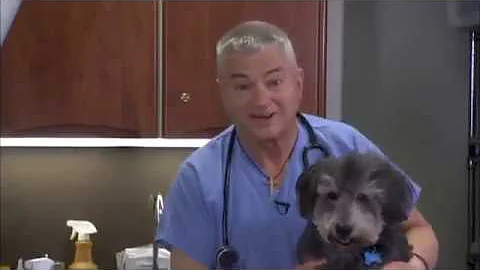 Dr  Tim Crowe DVM explains why Vets and Pets love ...
