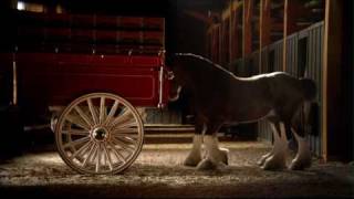 Budweiser Clydesdale Commercial - High Definition