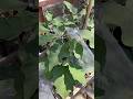 My plants look so much better from the last two videos. ☺️ #viralshorts #foryou #plants #garden