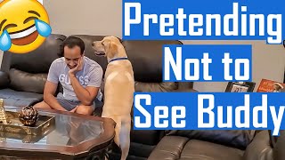 Pretending Not to See Our Labrador Puppy | OMG Hilarious Reaction | Ignoring Prank | Must Watch