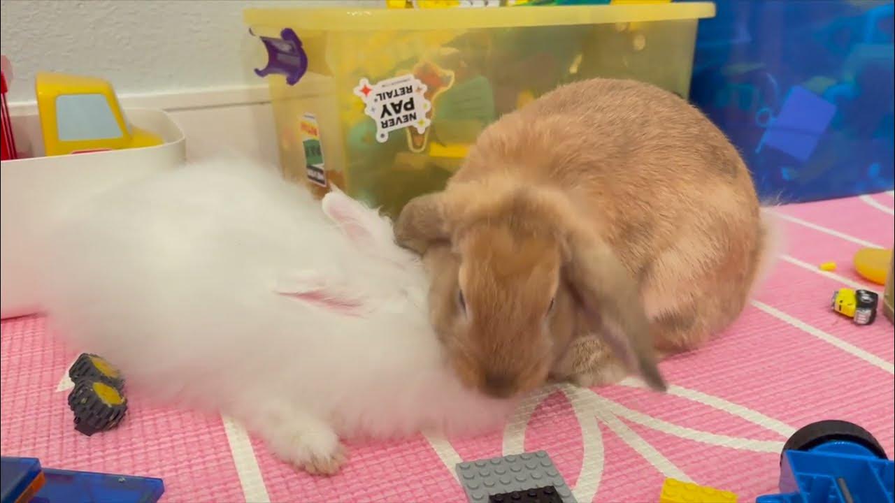 Rabbit grooming and nipping bunny HuanHuan nips and licks LeLe's ears