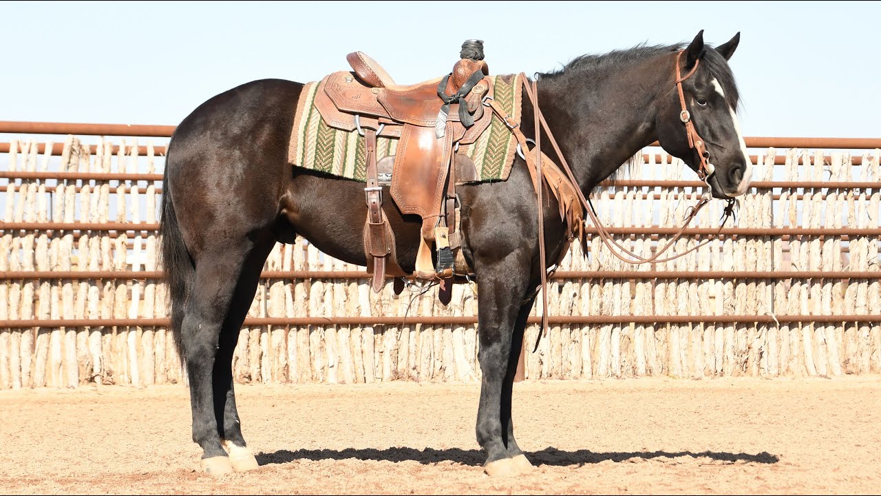 Oreo Rope SOLD | OREO GENLTE ROPE/TRAIL HORSE FOR SALE - YouTube