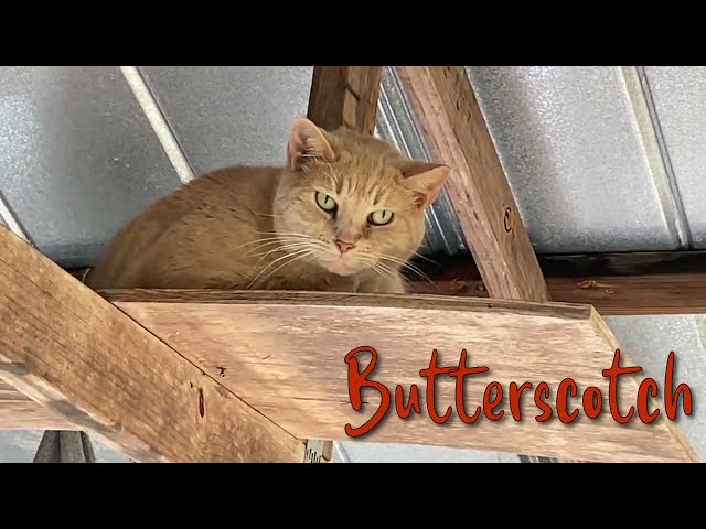 Culpeper Sanctuary:  Season's Greetings From The Gang!