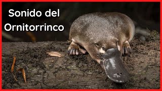 SONIDO del ORNITORRINCO (10 Minutos) 🐾🎶🔊 by Relax Your Mind 3,957 views 1 year ago 10 minutes, 12 seconds