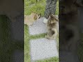 #강아지 #애완견 #애완동물 #아장아장 #재롱 #강아지일상 #강아지브이로그 #강아지쇼츠 #강아지산책 #강아지유튜브 #강아지영상
