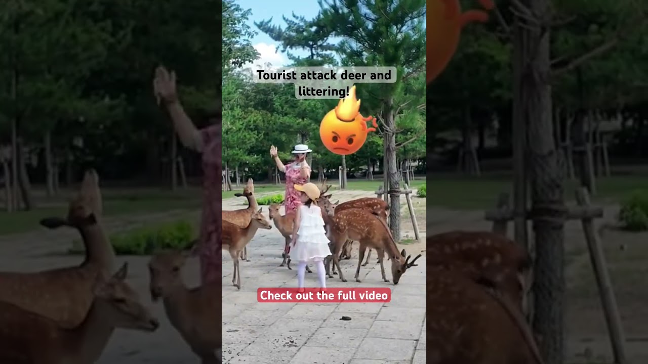 Tourist attack deer in Nara Japan and littered 