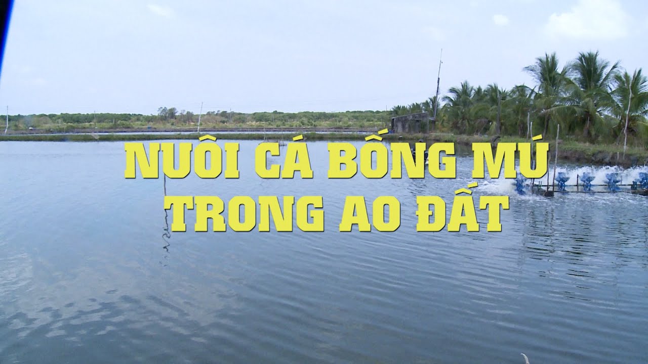 NUÔI CÁ BỐNG MÚ TRONG AO ĐẤT | VTV CẦN THƠ