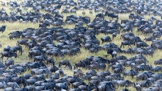 Great Wildebeest Migration