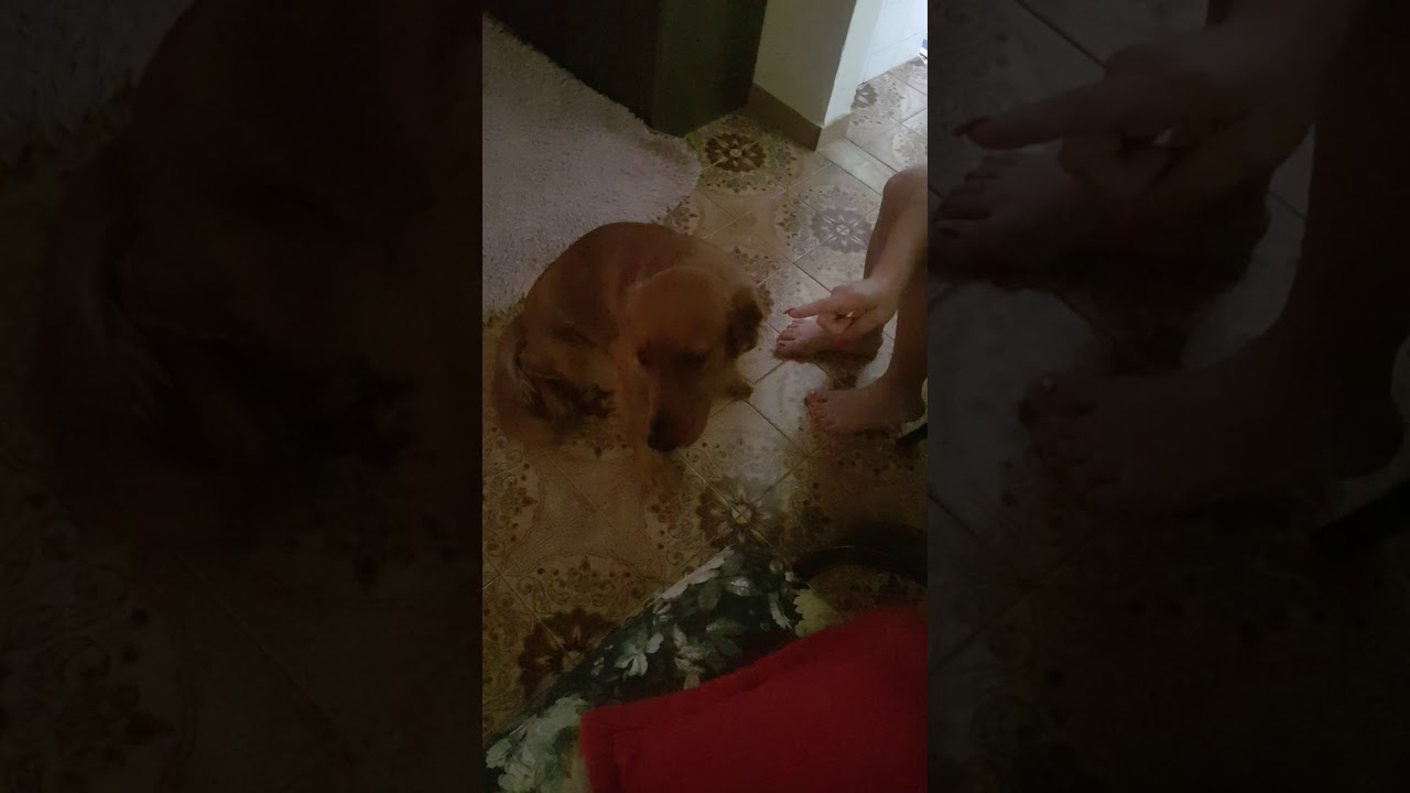 Mel comeu meu chinelo