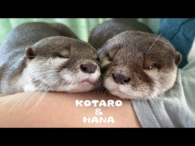 カワウソコタローとハナ　恋する乙女の顔して寄りそってくるハナ　Otter Kotaro&Hana Lets Cuddle Up Together