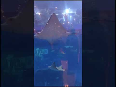 Dubai mall aquarium | Dubai mall | #trending #viral #youtubeshorts