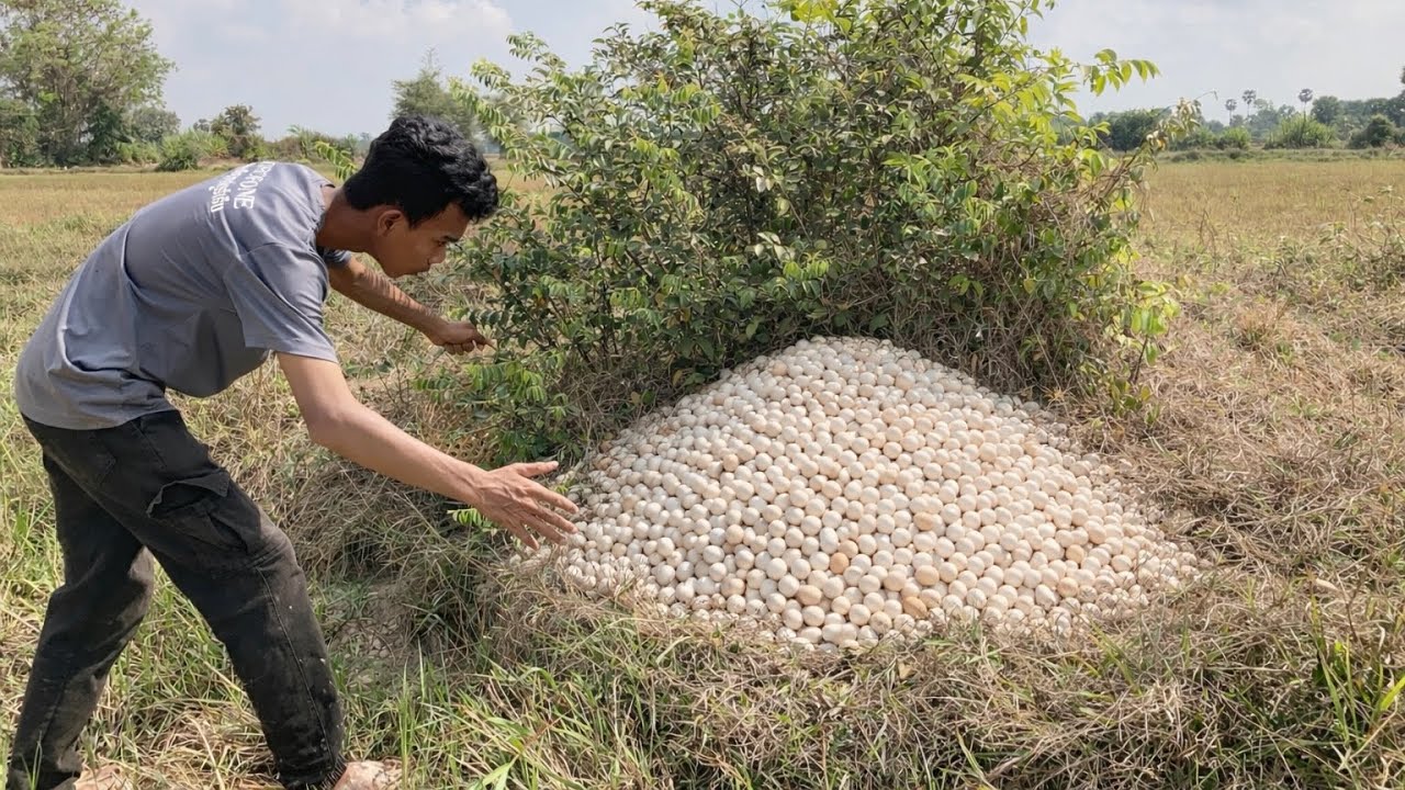 Wow Wow Wow! So Many Eggs Collected on the Grass​​​​​​​​​​ | Amazing Harvest