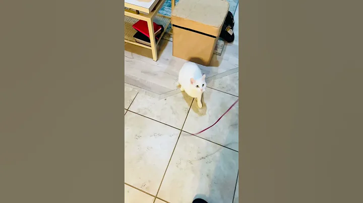 Watch the video about Ninja Cats