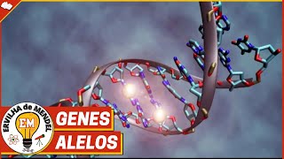 Genes Alelos | Alelos dominantes e recessivos | O que são alelos ?