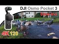 DJI Osmo Pocket 3 | Slo-Mo Video Test | 4K 120 | @DJI