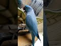 Blue ringneck  talking with himself on mirror