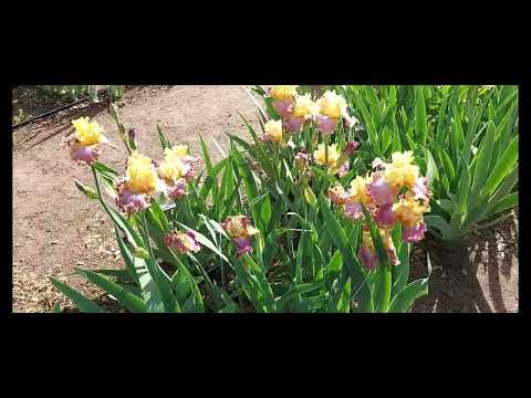 Ирисы/Horton Iris Garden #northerncalifornia #gardens #ирисы