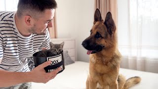 German Shepherd Meets New Tiny Kitten for the First Time