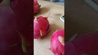 Nuevos híbridos de pitahaya🌟🌟🌟