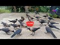 Crow Crying Continuously and Loudly | Crow bird Fight for Food | Beautiful wild birds sound P737