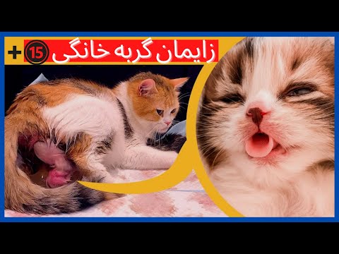 تصویری: 3 راه برای کمک به خواب منظم گربه های خانگی