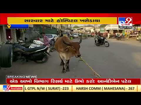 Female member of nagarpalika injured after stray cattle attack in Chotila |Surendranagar |TV9News