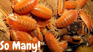 How to Culture Giant Orange Isopods || How To Breed Tropical Orange Isopods 2021