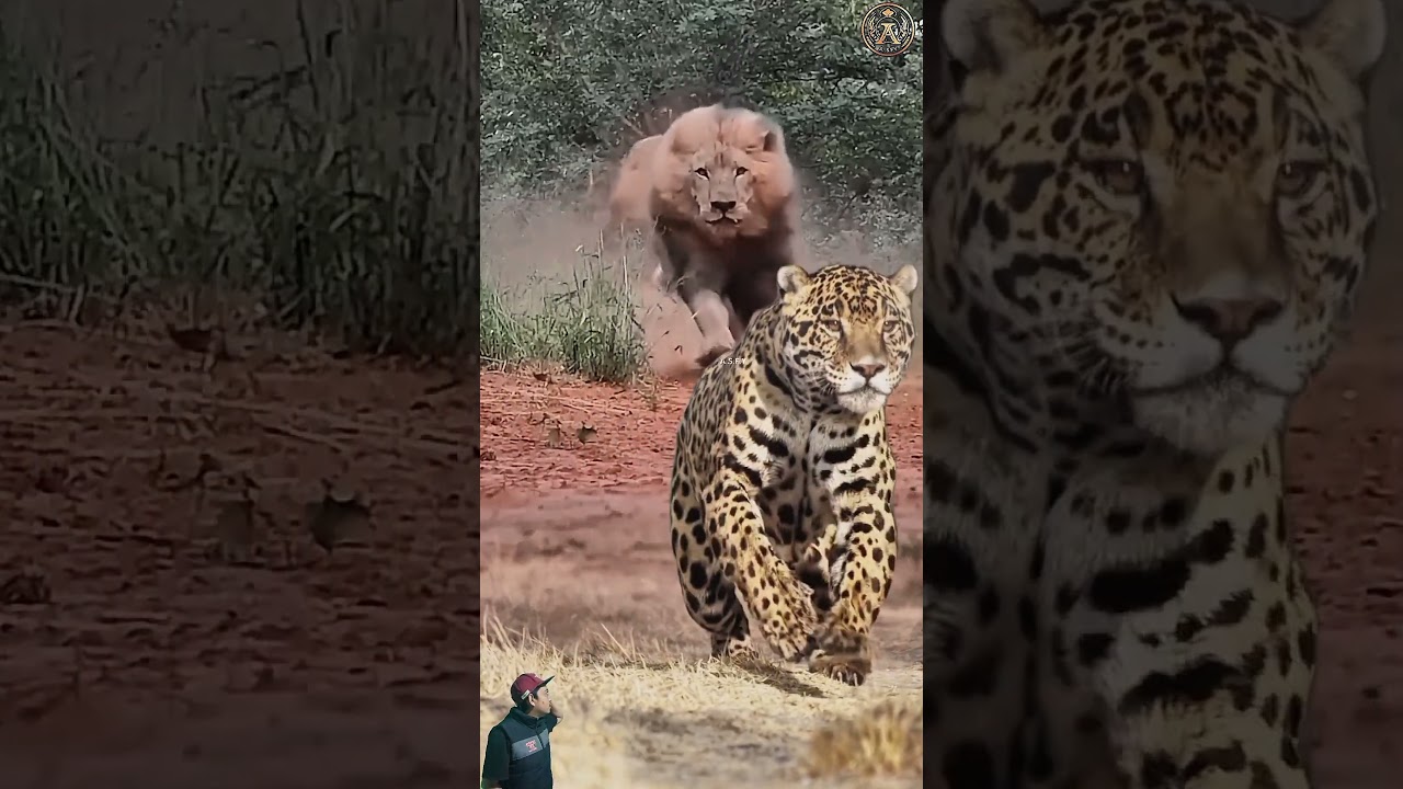 macan tutul langsung kabur di kejar dua singa 