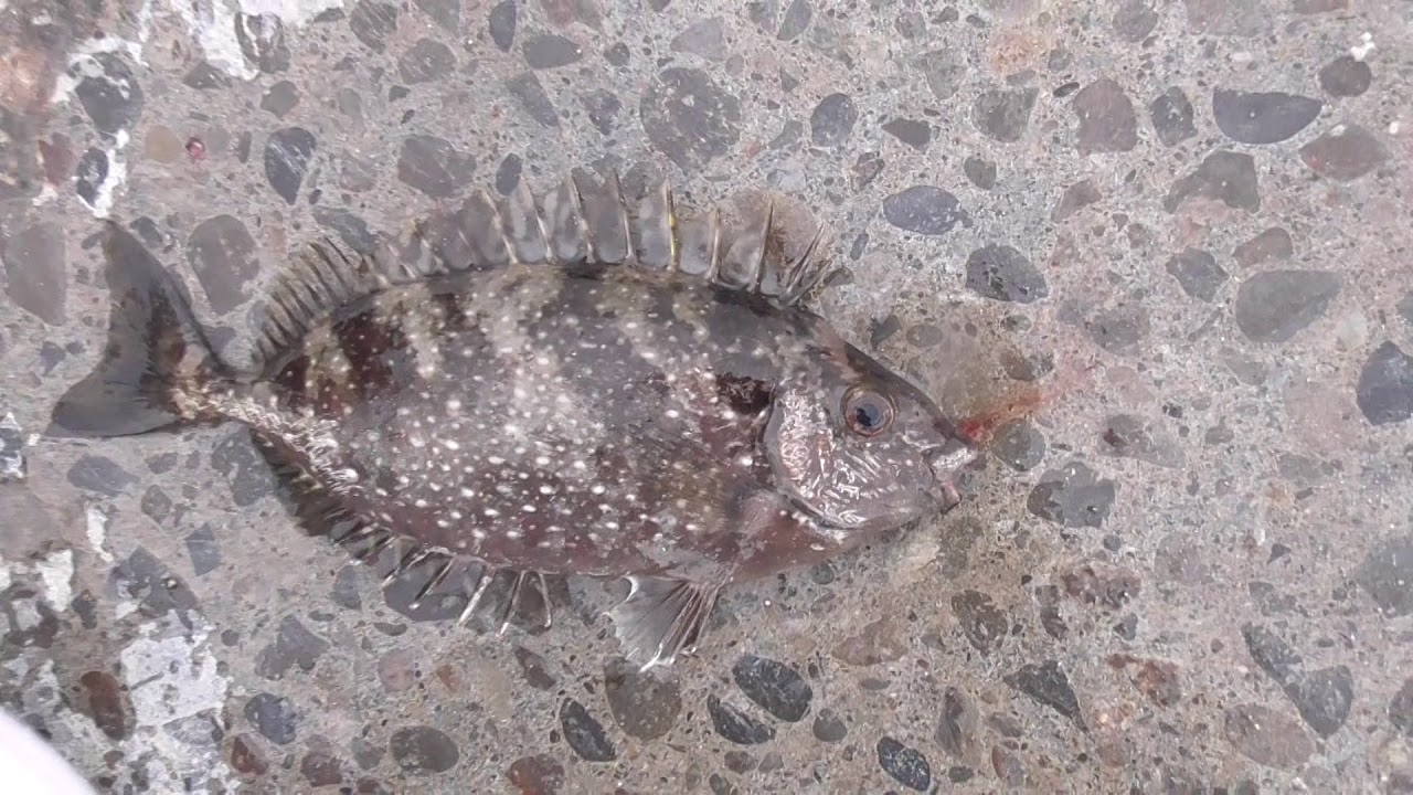 和歌山で釣れる刺毒魚バリコ アイゴ は背びれの一番先端に小さなトゲがあり ここでよく刺すのでご注意を 魚ハサミはない時は足で踏んで暴れさせないようにしましょう ほとんどが針を外す時に暴れて刺されます Youtube