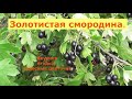 Ягода вкусная, цветёт красиво, почти не требует ухода - ЗОЛОТИСТАЯ СМОРОДИНА! Не путайте с йоштой!