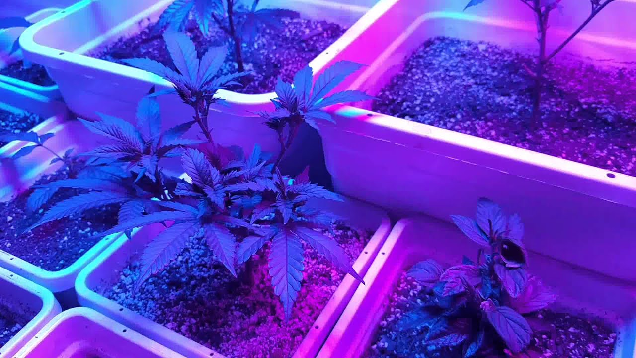 Spring Vegging Ep 1 POWERED by DORMGROW's G8-600